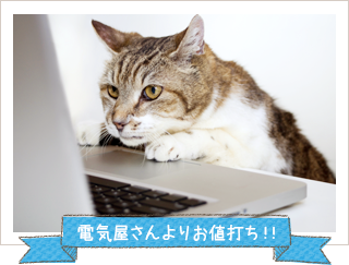 PCを見つめる猫
